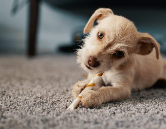 Cotswold Flooring website promo image of Dog on carpet